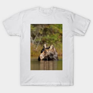 Moose - Algonquin Park, Canada T-Shirt